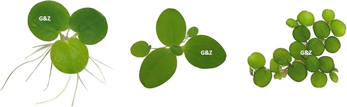 G’z Aquarium Floating Plants Package #1, 12 Amazon Frogbit, 12 Dwarf Water Lettuce, 12 Water Spangles