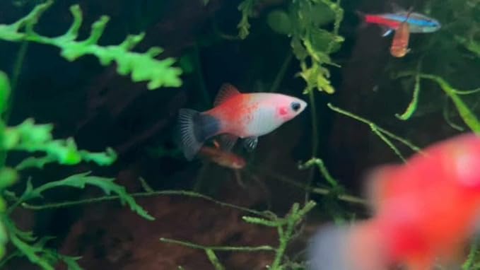 Swimming Creatures™ Tropical Live Guppy/Platy Livebearers Freshwater Aquarium Fish (6 Assorted Color Platy)