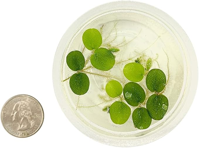 Water Spangle, Salvinia Minima, Live Aquarium/Aquatic/Freshwater/Floating/Pond Plant/Planted Tank/Aquascaping/Paludarium by Aquarium Plant Center (12 Plants, 60+ Leaves)