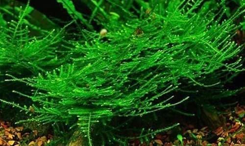 Marcus Fish Tanks - 3X Christmas Moss Vesicularia Montagne Live Freshwater Aquarium Plants Xmas Moss