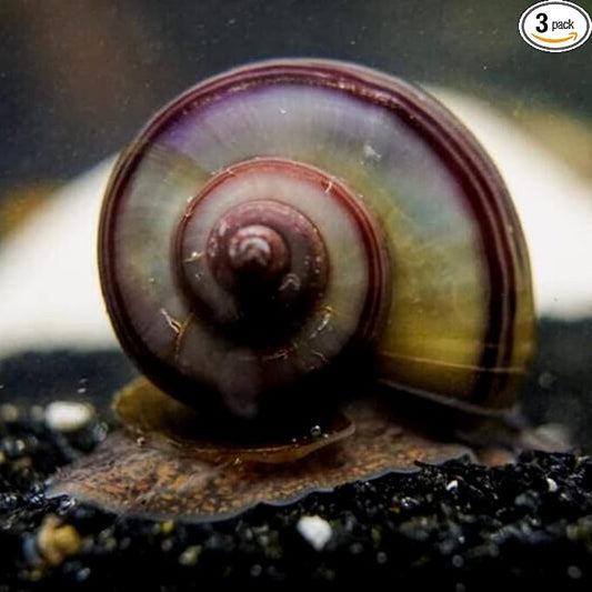 Neat&Tidy Black Mystery Snail - 4 Pack Live Freshwater Aquarium Fish