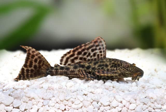 Pleco Food,Veggie Mix,Krill,Spirulina,Brine Shrimp,Cory Cats,Bottom Feeders,Snail,Shrimp,Plecostomus,Wafers,Garlic & Kelp A16 (1oz Sample)