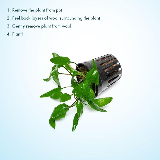 SubstrateSource Cryptocoryne Live Aquarium Plants - Freshwater Plant for Aquariums, Planted Fish Tanks - Beginner Friendly (Wendtii Green, 1 Pot (3-5 Plants))