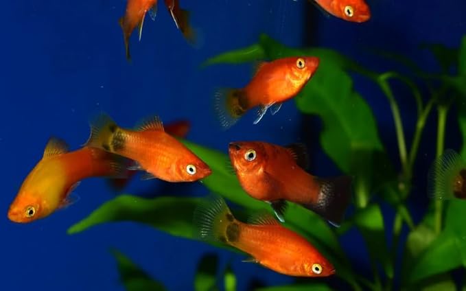Swimming Creatures™ Tropical Live Guppy/Platy Livebearers Freshwater Aquarium Fish (6 Assorted Color Platy)