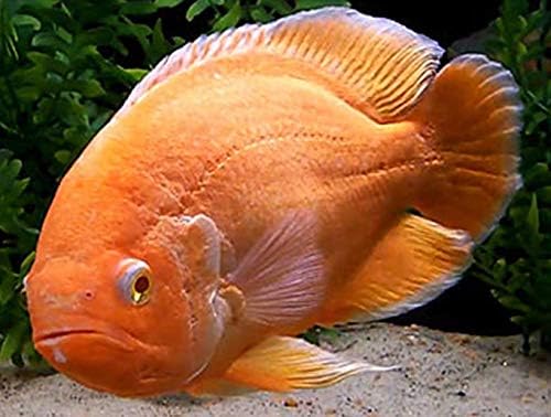 Albino Red Oscar Cichlid 2" Live Tropical Fish for Tank or Aquarium Live Fish