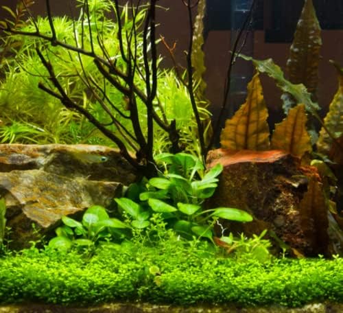 Cardinal Dwarf (Lobelia Cardinalis) Potted Live Freshwater Aquatic Plant