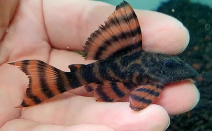 Swimming Creatures™ Pleco Live Freshwater Aquarium Fish (Size Approx 1-2") (1 Alenquer Tiger Pleco (L397))