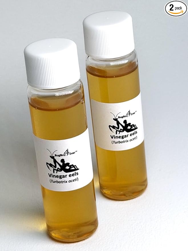 Two (2) Live Vinegar eel (Turbatrix aceti) Starter Culture Vials - Cultured in apple cider vinegar (with the "mother")