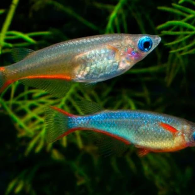 Daisy's Ricefish (Pack of 6 Fish) - Aquarium Exotic Freshwater Live Fish