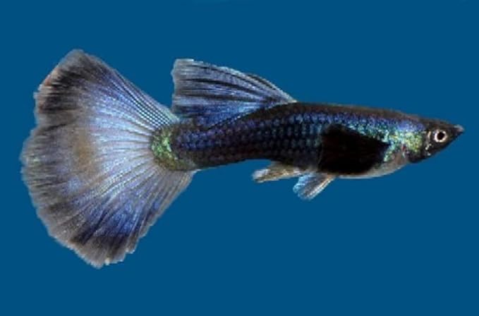 Swimming Creatures 6 Assorted Male Fancy Guppy Live Tropical Freshwater Aquarium Fish