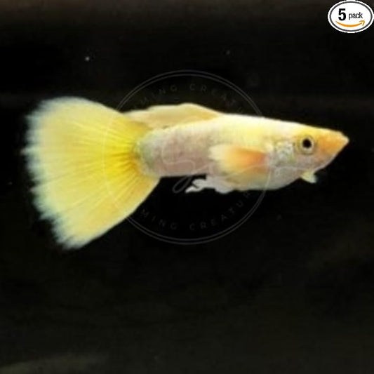 Swimming Creatures™ Tropical Live Guppy/Platy Livebearers Freshwater Aquarium Fish (4 Male 24K Gold Guppy)