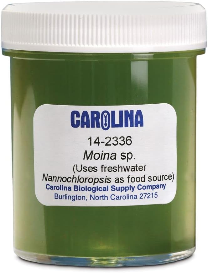 Carolina Moina Culture – Live Daphnid for Aquatic Studies & Fish Feeding | Ideal for Freshwater Larval Fish | Perfect for Classroom & Research Use