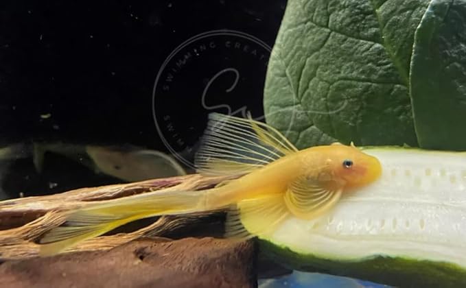 Swimming Creatures™ L‑144 Longfin Albino Pleco (Ancistrus cf. cirrhosus) – Tank-Bred Live Freshwater Aquarium Fish (Size Approx 1-2")
