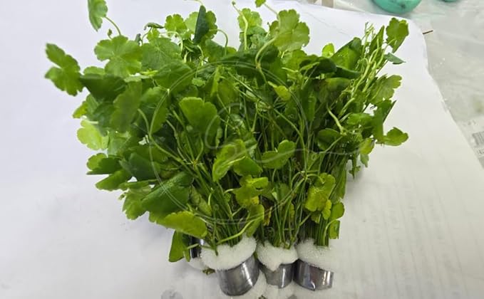 Swimming Creatures™ Live Aquarium Plants (10 Species Bundle)