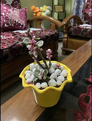 1 Kg Polished White Pebbles Stones for Plant pots, Aquarium/Fish Tank, Decorations, Garden, Tables, and Home Decor (1 Kg, White Stone)