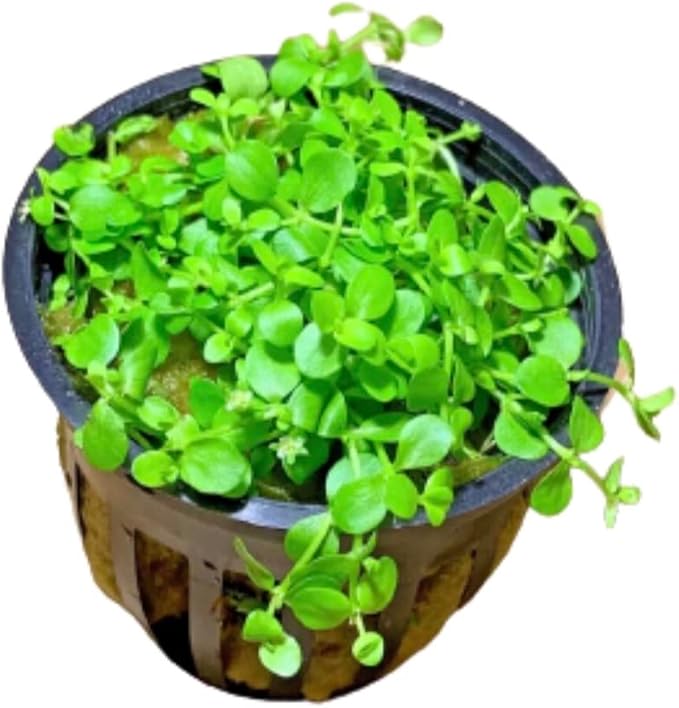 Marcus Fish Tanks - 3X Micranthemum Monte Carlo Pots Easy Live Aquarium Plants