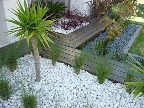 1 Kg Polished White Pebbles Stones for Plant pots, Aquarium/Fish Tank, Decorations, Garden, Tables, and Home Decor (1 Kg, White Stone)
