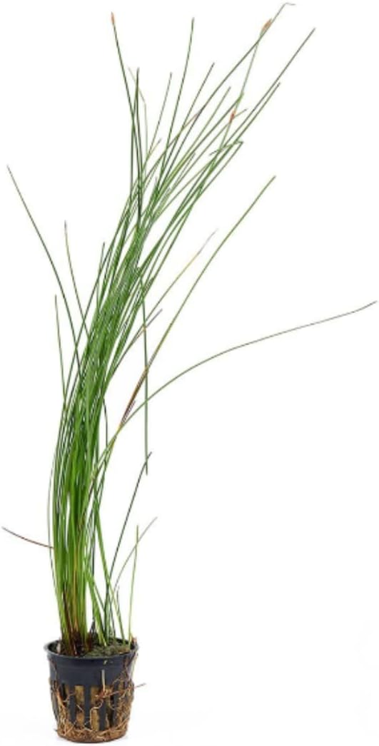 Potted Live Aquarium Plants | Freshwater Aquatic Plants for Aquariums (Giant Grass)