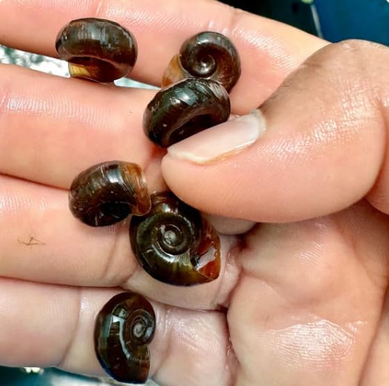 12+ Live Chocolate Ramshorn Freshwater Aquarium Algae Eaters Cleaners Feeder for Puffer Loaches Assassin Snails Live Aquarium Pets