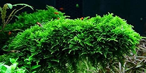 Christmas Moss Vesicularia Montagnei Live Freshwater Aquarium Plants Buy 2 Get 1