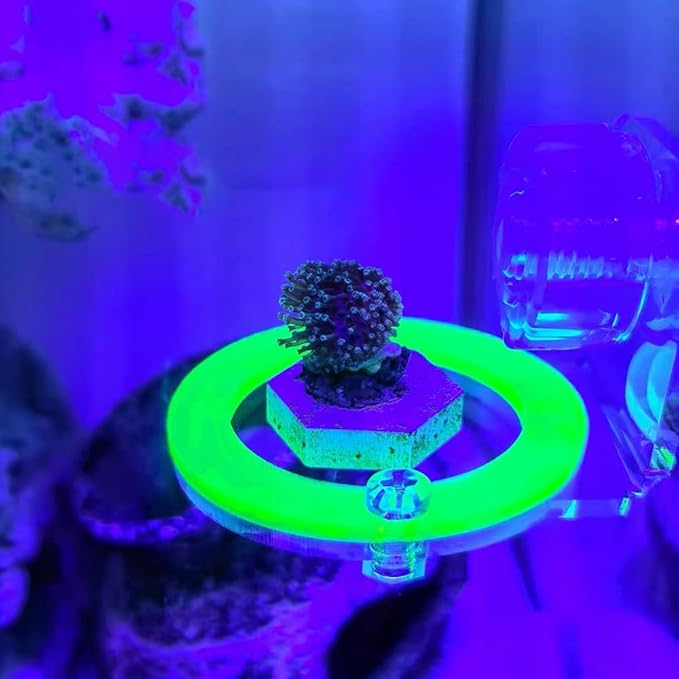 kcrygogo Coral Frag Holder Acrylic Coral Rack with Powerful Suction Cup Suitable for Household Fish Tanks (4pcs Fluorescent Four-Color Single-Hole Acrylic Stand)