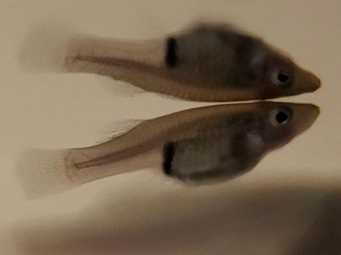 30 Live Mosquito Fish, Pond Fish