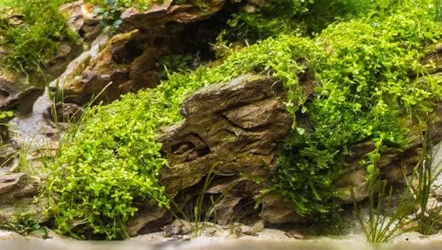 Marcus Fish Tanks - 3X Micranthemum Monte Carlo Pots Easy Live Aquarium Plants