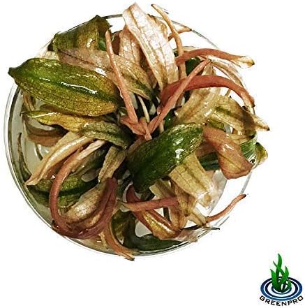 (Cryptocoryne Pink Flamingo Mini) Live Aquarium Plants in Tissue Culture Cup Anubias, Cryptocoryne, Bucephalandra, Piptospatha Ridleyi and More 100% Pest Snail and Algae free by Greenpro