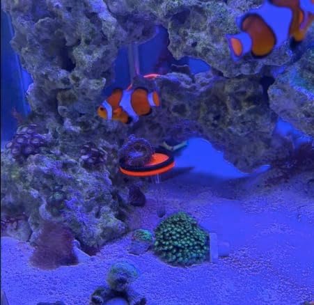 Live Coral Reef frag Rack，frag Plugs Holder for Coral，Fluorescent Acrylic Coral frag Bracket，This Set Contains 8 columnar Acrylic Holders and 8 White Premium Ceramic Bases