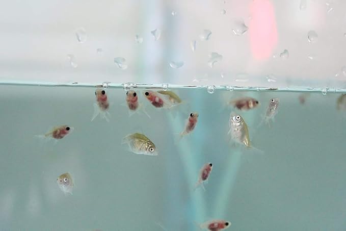 A.D.P. UTH Fish Food Fresh Eggs Fairy Shrimp (250000+Egg) 3 g. Best Tropical Fish Food Grow Faster & Color Enhancer Slow Sinking Like Pellets High Protein 64% for All Small Baby Fry Newborn Fish Feed