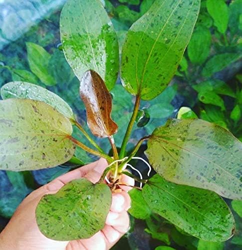 Echinodorus Ozelot "Red" Bundle Amazon Sword Tropical Live Aquarium Plants Decoration