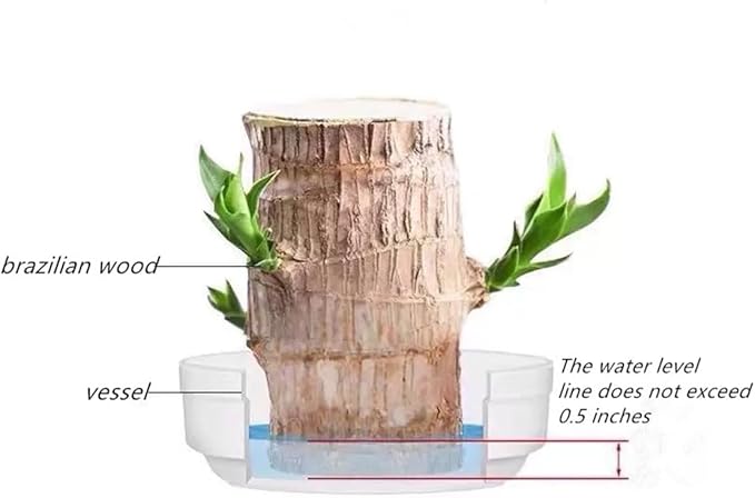Brazilian Lucky Wood，Easy to Maintain and Purify the Air Brazilian Wood，Suitable for Living Rooms, Kitchens, Bedrooms, Desks, and Outdoor Gardens (AC)
