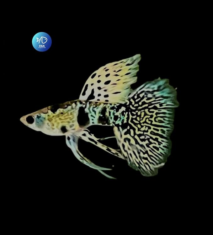D&A Tropical Tiger King Cobra Ribbons Guppies - Male & Female Live Fish for Aquarium (1 Trio - 1 Male, 2 Female)