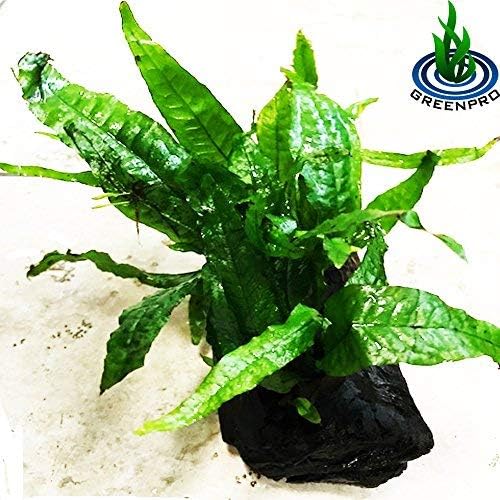 Java Fern on Driftwood Live Aquarium Plants for Freshwater Fish Tank Water Plants Decorations