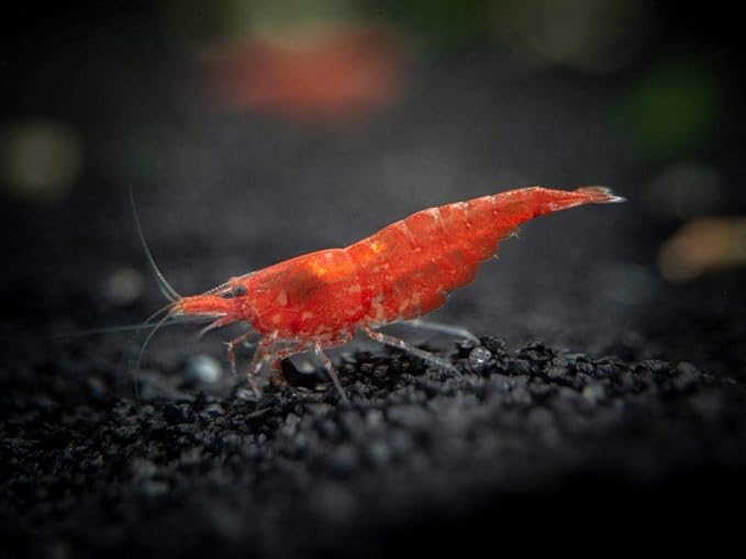 Aquatic Arts Sinking Pellets (.5 lb Spirulina Tabs) Freshwater Fish Food (Cichlid Tetra) | Shrimp Pellets | Aquarium Snail Food (Nerite Trapdoor Ramshorn) | Crayfish Food | Hermit Crab Food and More