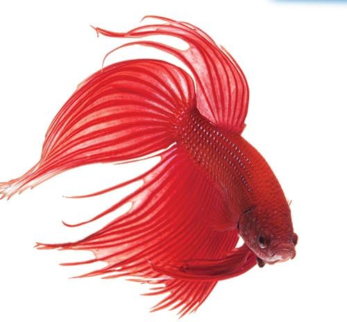API BETTAFIX Antibacterial & Antifungal Betta Fish Infection and Fungus Remedy 1.7-Ounce Bottle (Pack of 2)