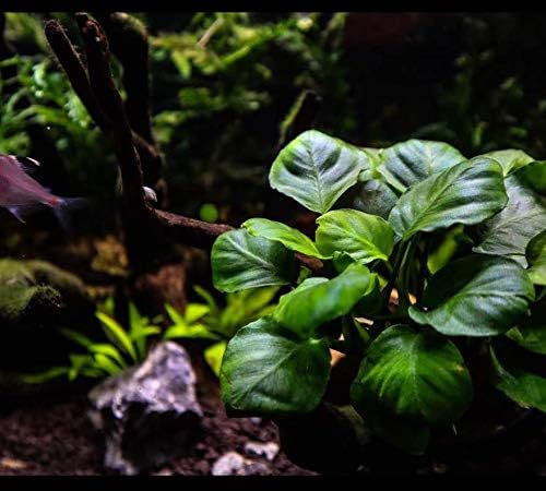 Anubias Barteri Variegated Tissue Culture Cup Freshwater Live Aquarium Plants Decoration BUY2GET1FREE