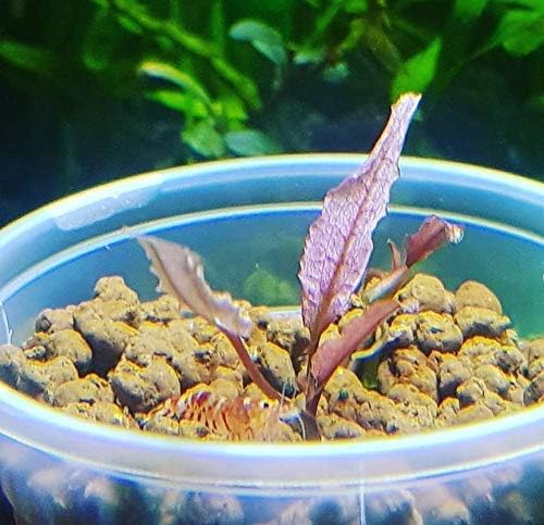 (Cryptocoryne Pink Flamingo Mini) Live Aquarium Plants in Tissue Culture Cup Anubias, Cryptocoryne, Bucephalandra, Piptospatha Ridleyi and More 100% Pest Snail and Algae free by Greenpro
