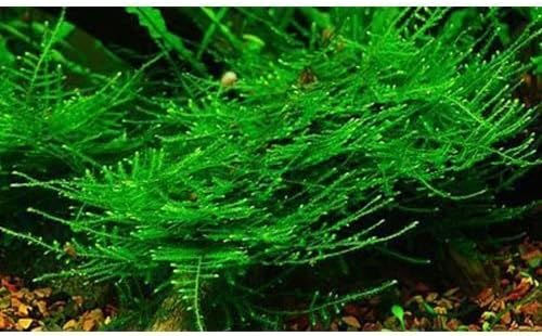 Marcus Fish Tanks - Christmas Moss Vesicularia Montagnei Easy Live Aquarium Plant Large Baseball Size Portion Buy 2 GET 1FREE