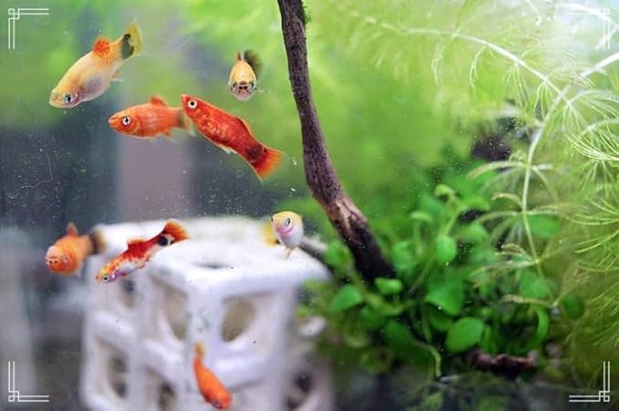 Swimming Creatures™ Tropical Live Guppy/Platy Livebearers Freshwater Aquarium Fish (6 Assorted Color Platy)
