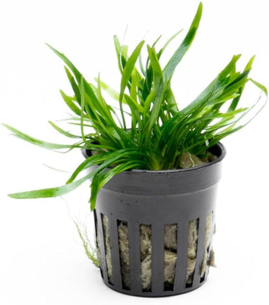 SubstrateSource Cryptocoryne Live Aquarium Plants - Freshwater Plant for Aquariums, Planted Fish Tanks - Beginner Friendly (Lucens, 1 Pot (3-5 Plants))