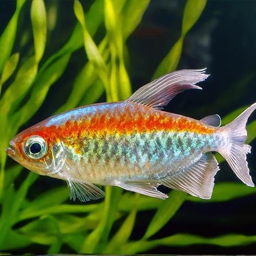 Live Freshwater Congo Tetra Fish - 2" Congo Tetra - Great for Aquariums - Populate Your Fish Tank!