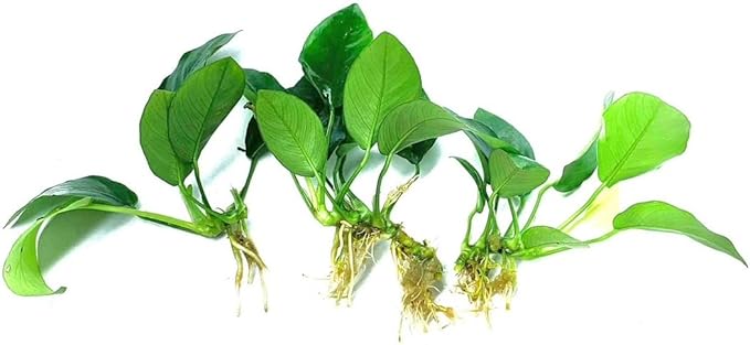 3 Aquatic Plants Bundle | Live Plants for Freshwater Aquariums (3 X Anubias VAR Nana Plants)