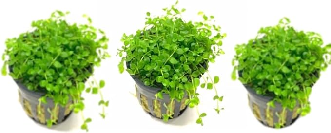 Marcus Fish Tanks - 3X Micranthemum Monte Carlo Pots Easy Live Aquarium Plants