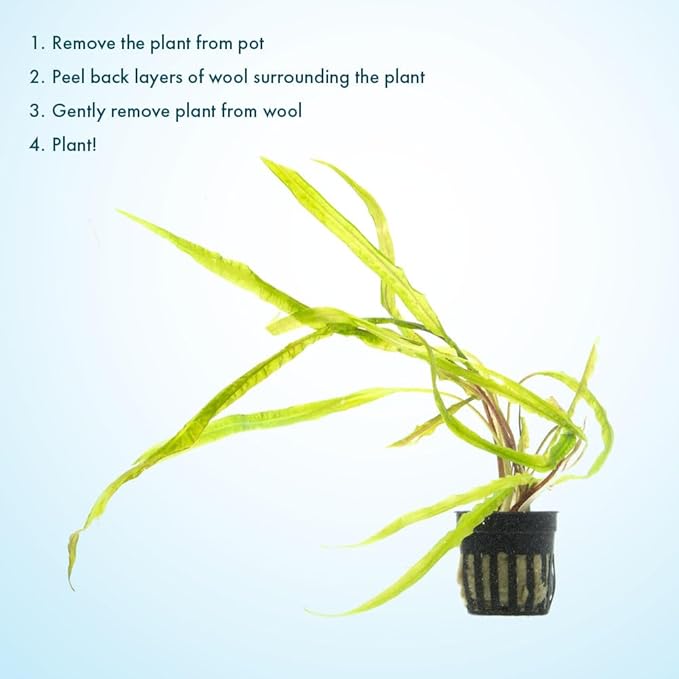 SubstrateSource Cryptocoryne Live Aquarium Plants - Freshwater Plant for Aquariums, Planted Fish Tanks - Beginner Friendly (Balansae, 5 Pots (20-25 Plants))