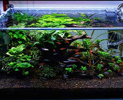 Anubias Barteri Variegated Tissue Culture Cup Freshwater Live Aquarium Plants Decoration BUY2GET1FREE