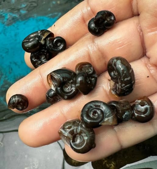 12+ Live Chocolate Ramshorn Freshwater Aquarium Algae Eaters Cleaners Feeder for Puffer Loaches Assassin Snails Live Aquarium Pets