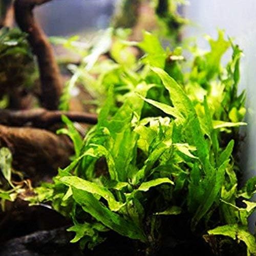 Java Fern on Driftwood Live Aquarium Plants for Freshwater Fish Tank Water Plants Decorations