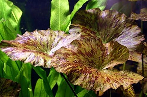 Nymphaea Rubra Bulb Dwarf Water Lily Live Aquarium Plants Decorations 3 Day Live Guaranteed by Mainam