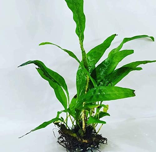 Java Fern Microsorum Pteropus Bundle Low Light Freshwater Easy Tropical Live Aquarium Plant Decorations 3 Days Guarantee by Mainam